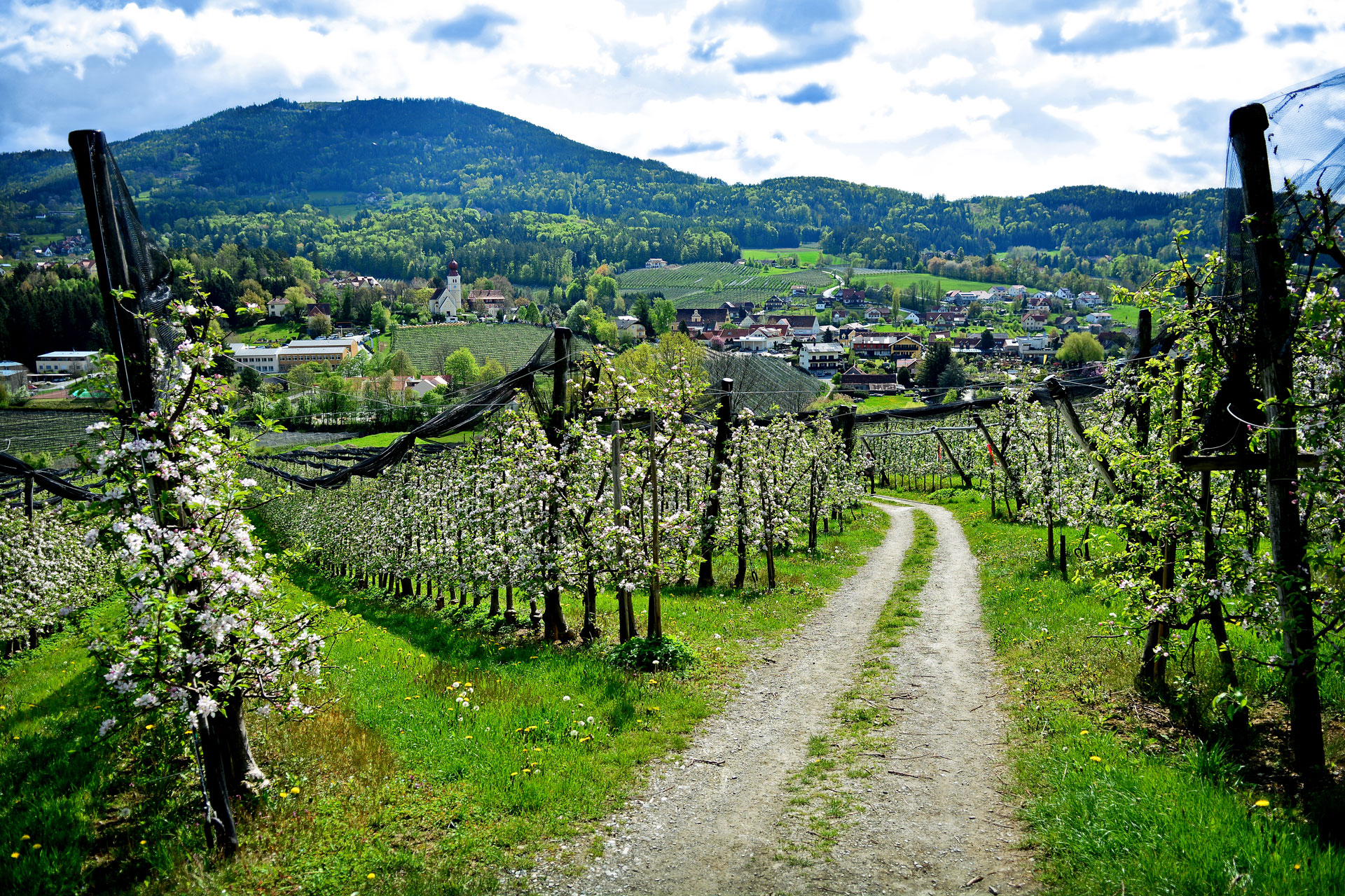 Apfelgarten_Apfelblueten_ApfelLand_Christian-Strassegger